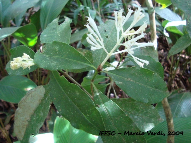 Rudgea jasminoides