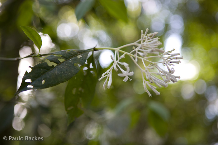 Rudgea jasminoides