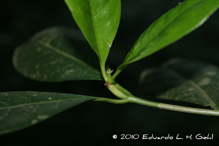 Rudgea jasminoides