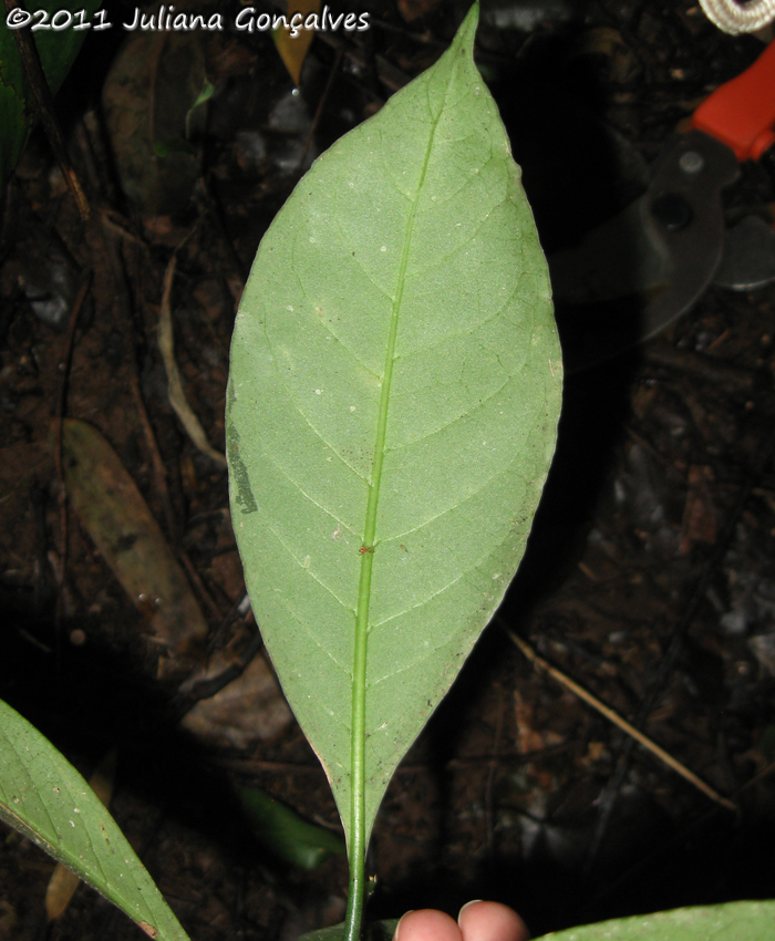 Rudgea jasminoides