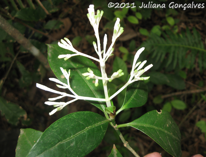 Rudgea jasminoides