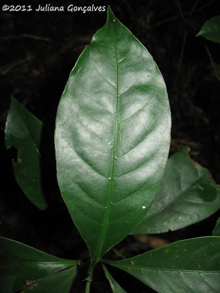 Rudgea jasminoides