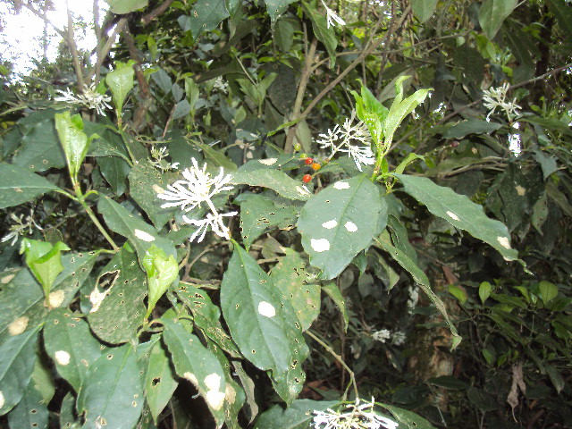 Rudgea jasminoides