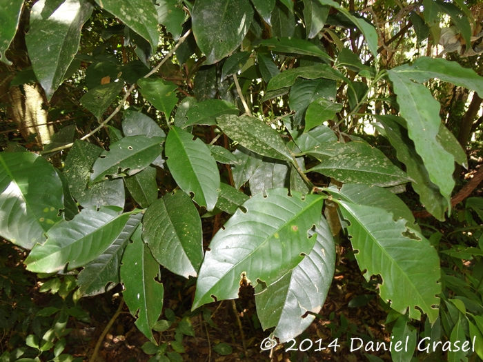 Rudgea jasminoides