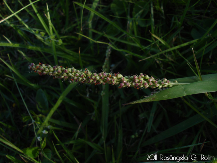 Setaria vaginata