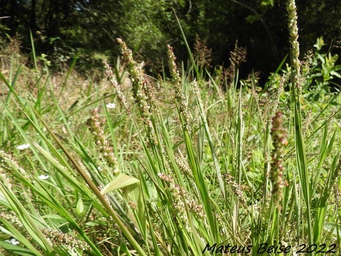 Setaria vaginata