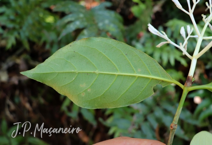 Rudgea jasminoides