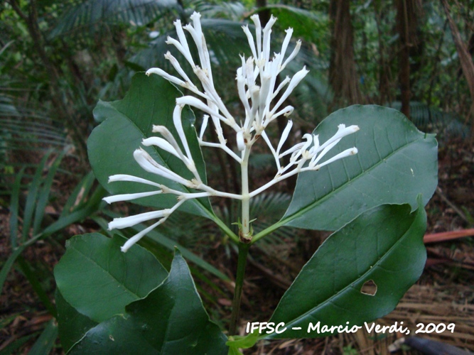 Rudgea jasminoides