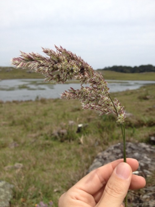 Poa lanigera