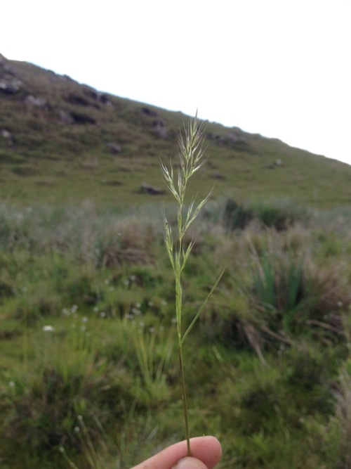 Polypogon elongatus