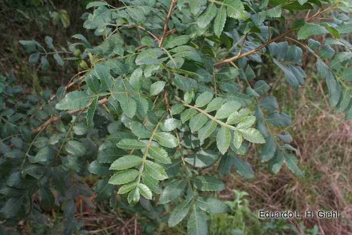 Schinus terebinthifolius