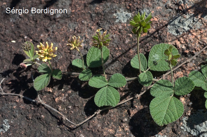 Rhynchosia corylifolia