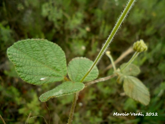 Rhynchosia corylifolia