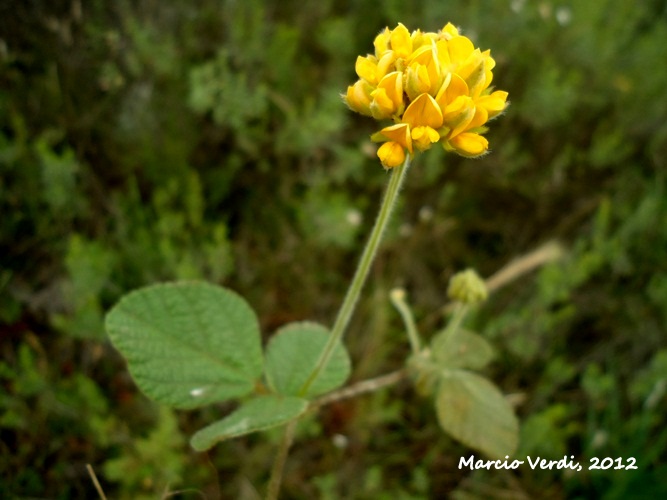 Rhynchosia corylifolia