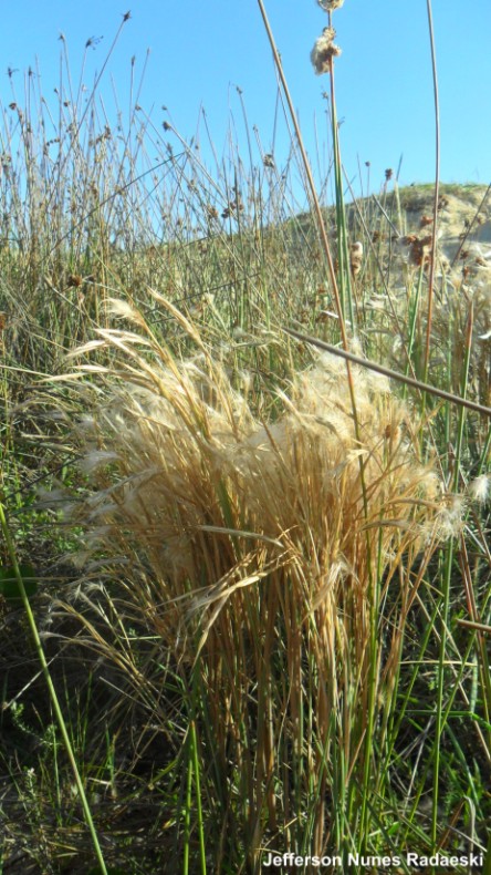 Andropogon lindmanii