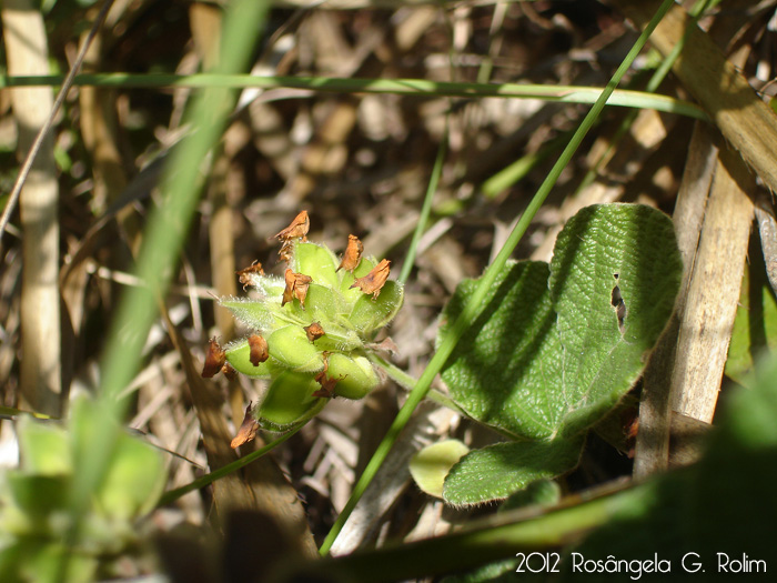 Rhynchosia corylifolia