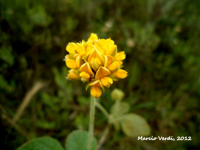 Rhynchosia corylifolia