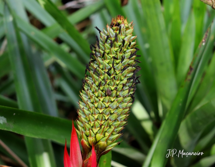 Aechmea ornata