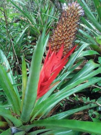 Aechmea ornata