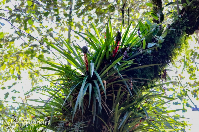 Aechmea ornata