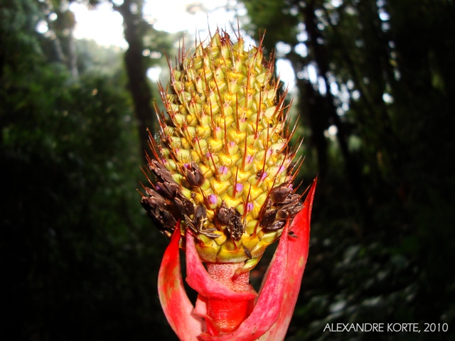 Aechmea ornata