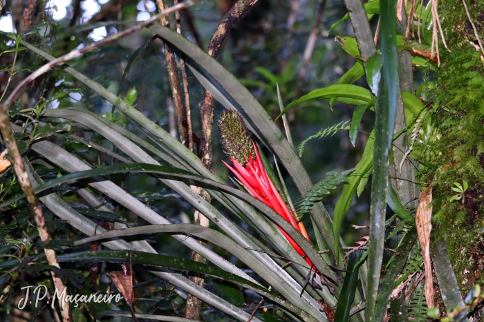 Aechmea ornata