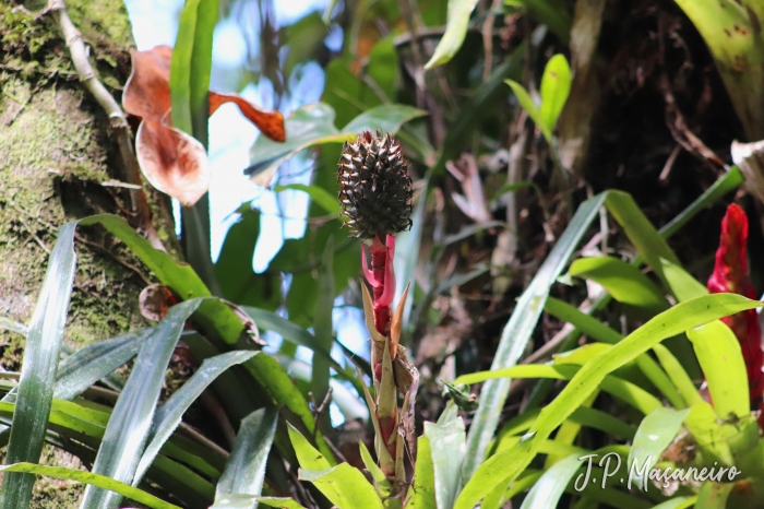 Aechmea ornata