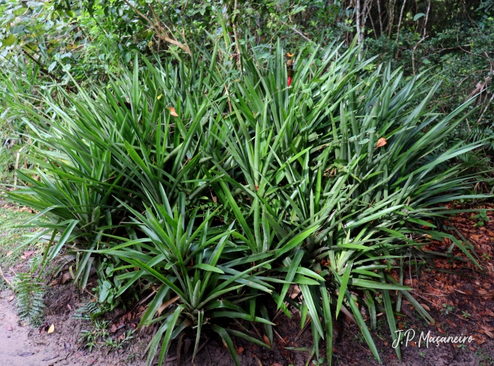 Aechmea ornata