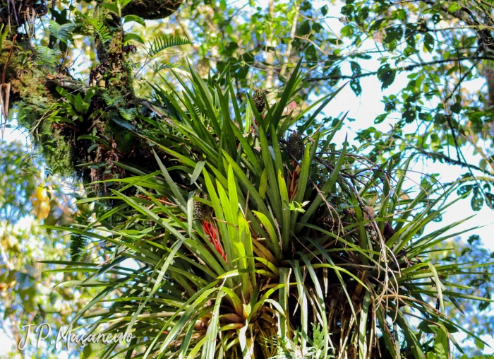 Aechmea ornata