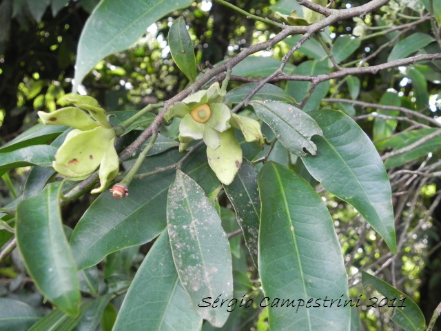 Guatteria australis