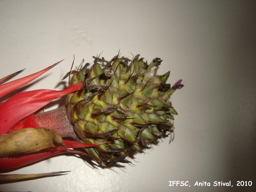 Aechmea ornata