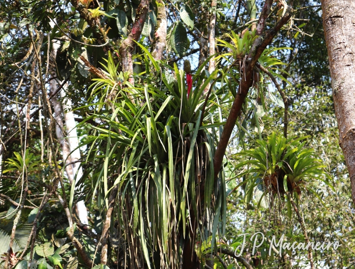 Aechmea ornata