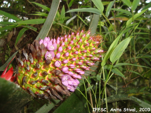 Aechmea ornata