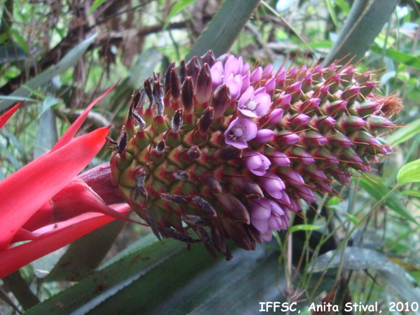 Aechmea ornata