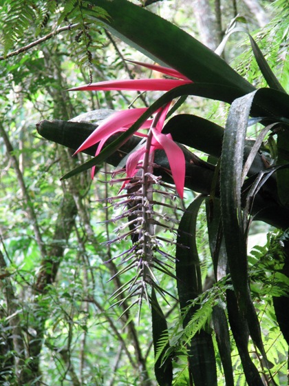 Billbergia alfonsi-joannis