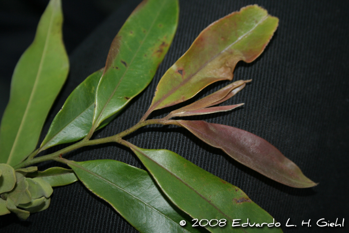 Guatteria australis