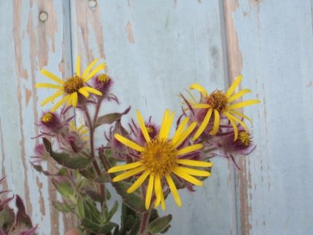 Senecio oleosus