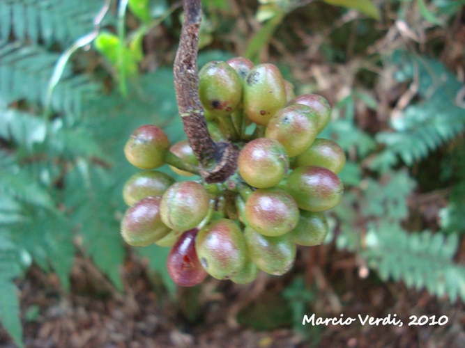 Guatteria australis