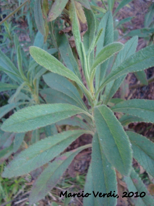 Senecio oleosus