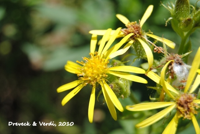 Senecio oleosus