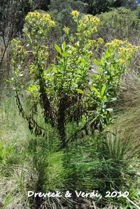 Senecio oleosus