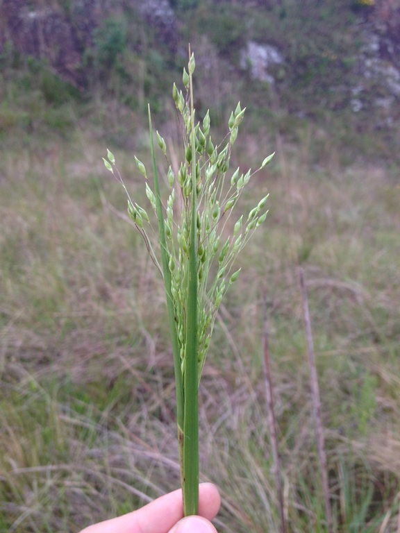 Panicum olyroides