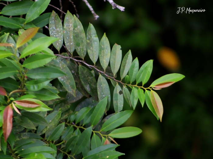 Guatteria australis