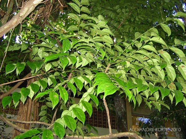 Phyllanthus riedelianus