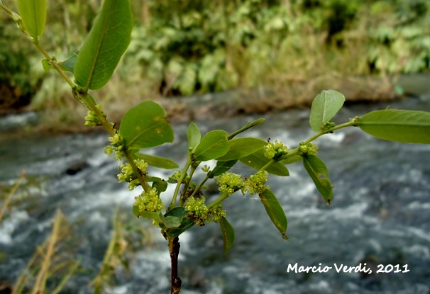 Phyllanthus sellowianus