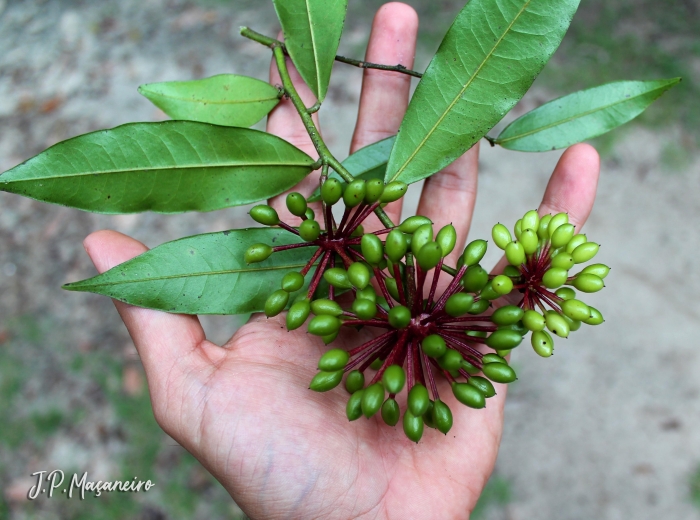 Guatteria australis