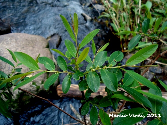 Phyllanthus sellowianus