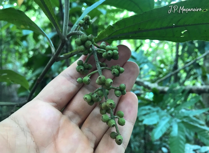 Miconia discolor