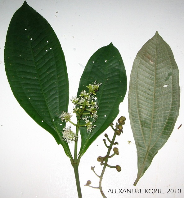 Miconia discolor