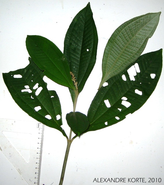 Miconia discolor